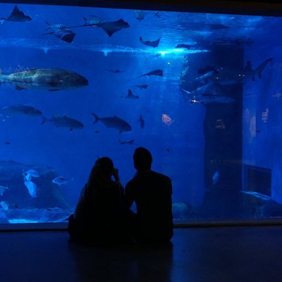 세비야 수족관(아쿠아리오 데 세비야)